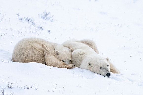 Polar_bear_CH_2021_17