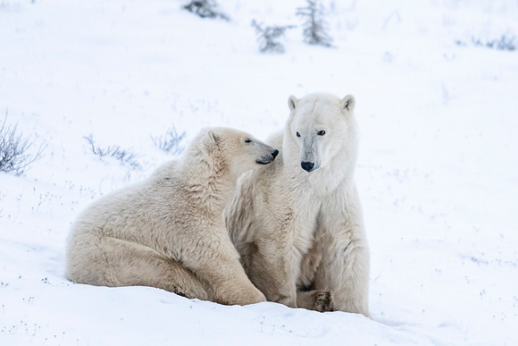 Polar_bear_CH_2021_20