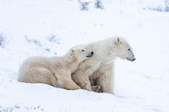 Polar_bear_CH_2021_19