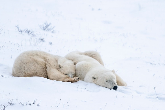 Polar_bear_CH_2021_18