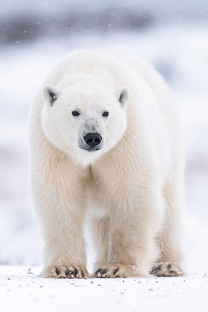 Polar_bear_CH_2021_16
