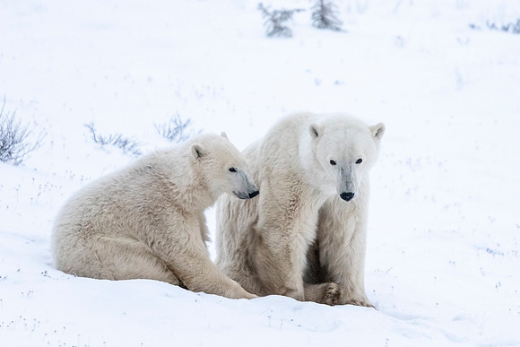 Polar_bear_CH_2021_22