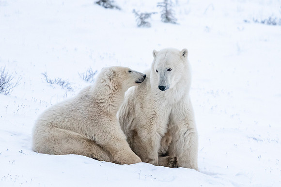 Polar_bear_CH_2021_21