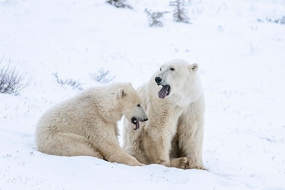 Polar_bear_CH_2021_23