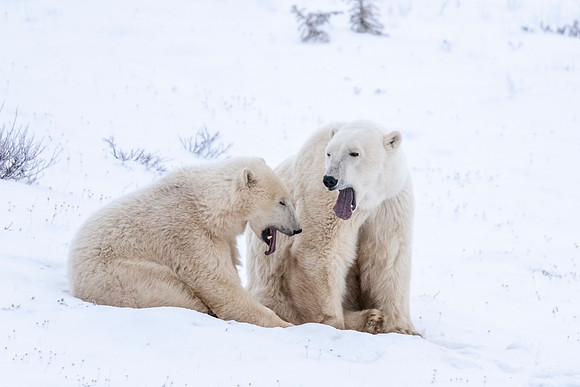 Polar_bear_CH_2021_24