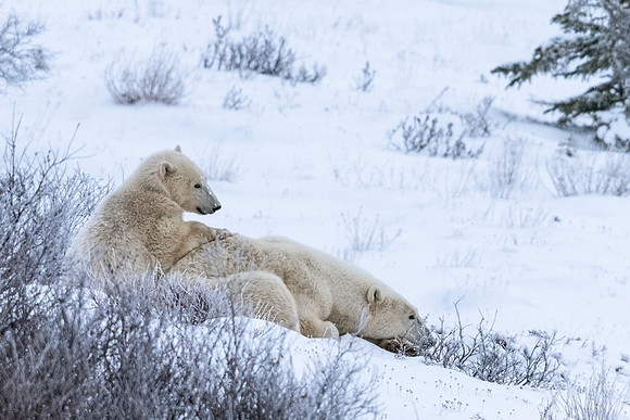 Polar_bear_CH_2021_26
