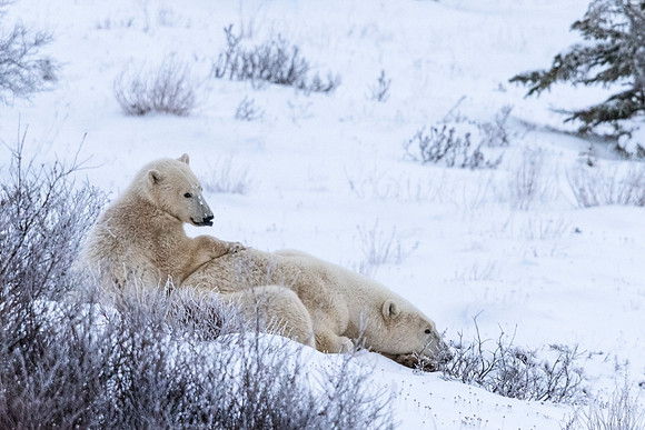 Polar_bear_CH_2021_27