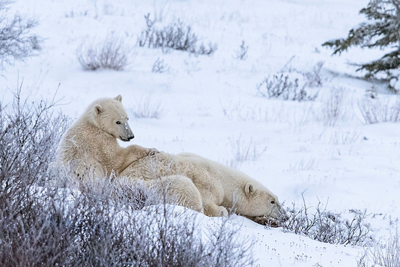 Polar_bear_CH_2021_28
