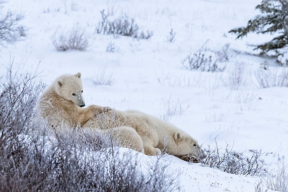 Polar_bear_CH_2021_29