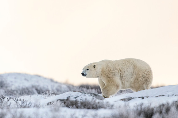 Polar_bear_CH_2021_32