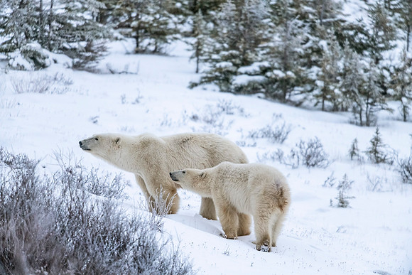 Polar_bear_CH_2021_25