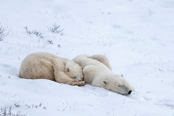 Polar_bear_CH_2021_31