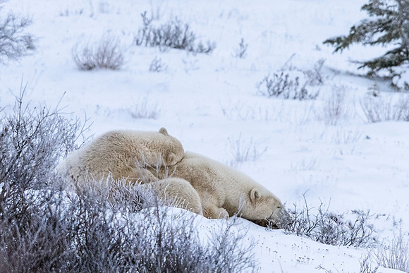 Polar_bear_CH_2021_30