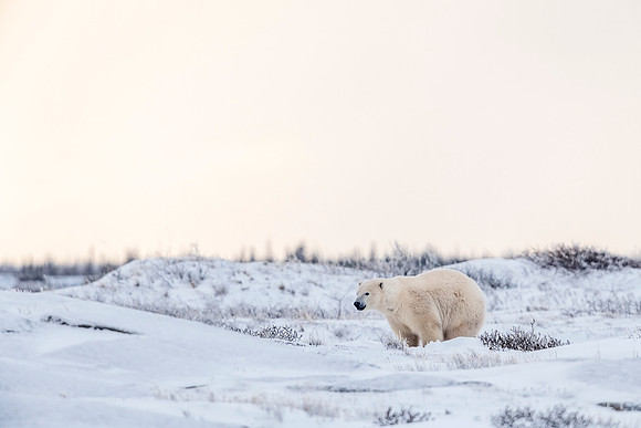 Polar_bear_CH_2021_33