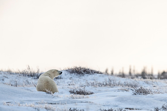Polar_bear_CH_2021_35