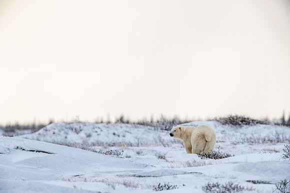 Polar_bear_CH_2021_34