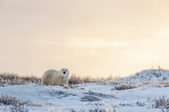 Polar_bear_CH_2021_36