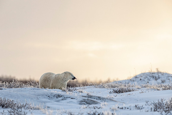Polar_bear_CH_2021_37