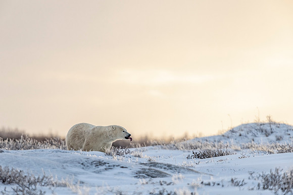 Polar_bear_CH_2021_38