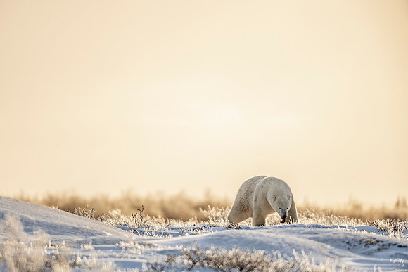 Polar_bear_CH_2021_39