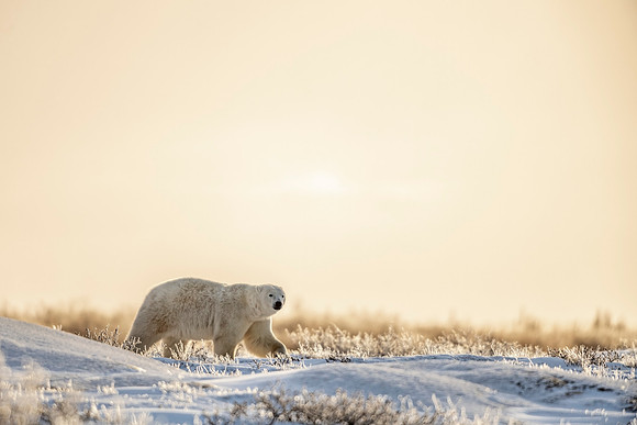 Polar_bear_CH_2021_40
