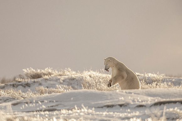 Polar_bear_CH_2021_41