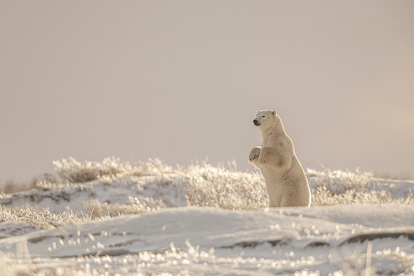 Polar_bear_CH_2021_42