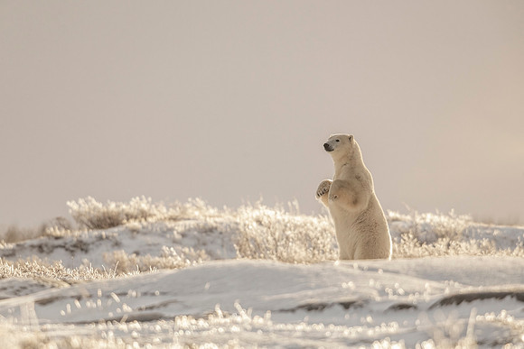 Polar_bear_CH_2021_43