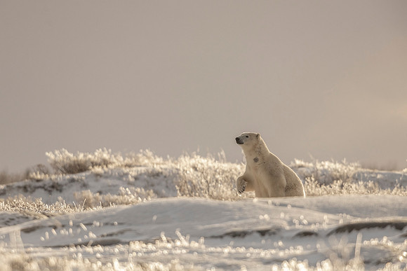 Polar_bear_CH_2021_45