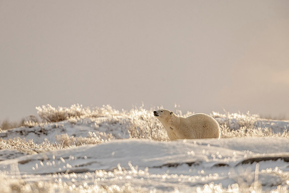 Polar_bear_CH_2021_46