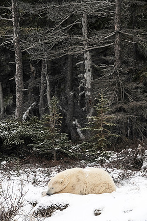 Polar_bear_CH_2021_48