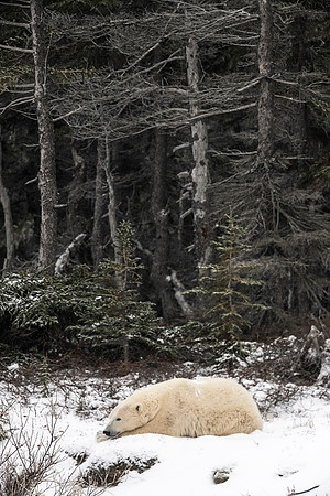 Polar_bear_CH_2021_47