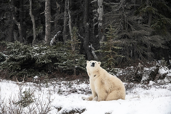 Polar_bear_CH_2021_49