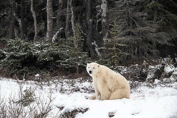 Polar_bear_CH_2021_50