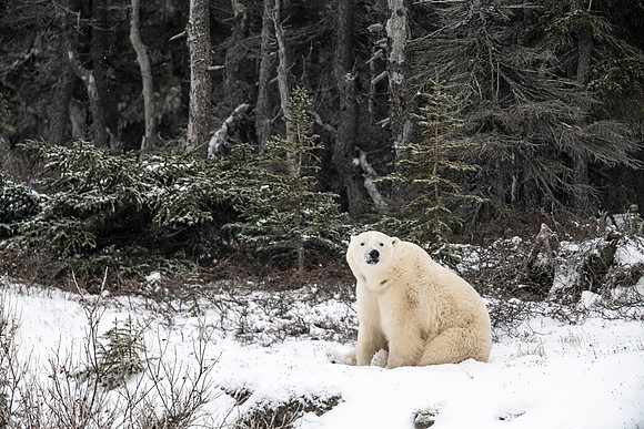 Polar_bear_CH_2021_51