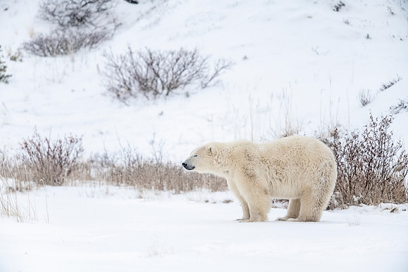 Polar_bear_CH_2021_53
