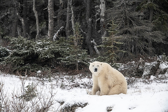 Polar_bear_CH_2021_52