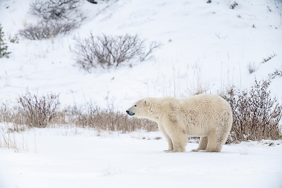 Polar_bear_CH_2021_54