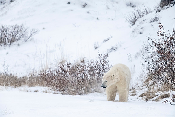 Polar_bear_CH_2021_55