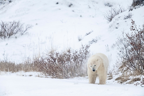 Polar_bear_CH_2021_56