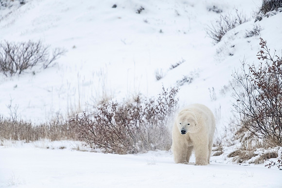 Polar_bear_CH_2021_57