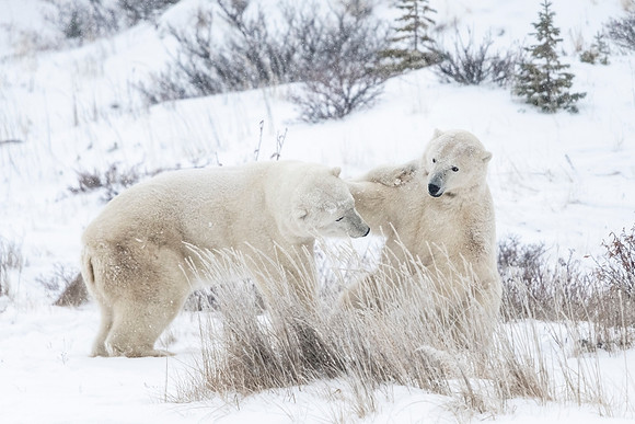 Polar_bear_CH_2021_60