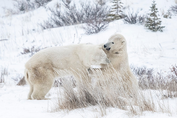 Polar_bear_CH_2021_61
