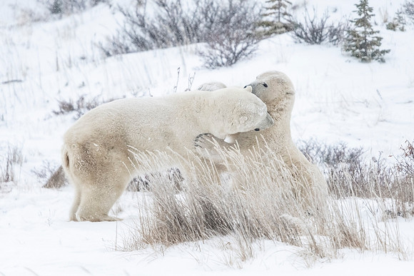 Polar_bear_CH_2021_62