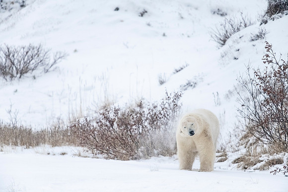 Polar_bear_CH_2021_58