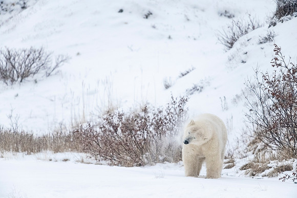 Polar_bear_CH_2021_59