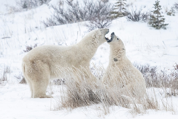 Polar_bear_CH_2021_63