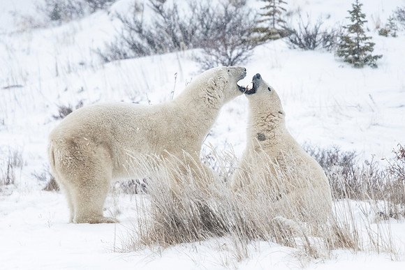 Polar_bear_CH_2021_64