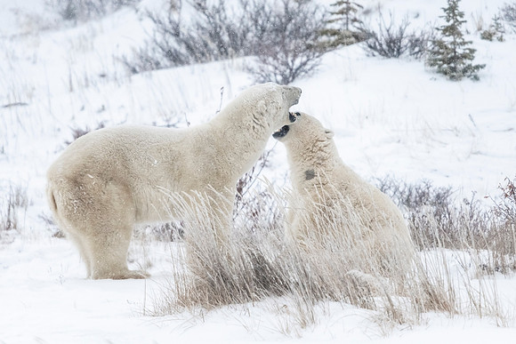 Polar_bear_CH_2021_65