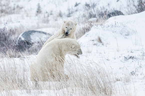 Polar_bear_CH_2021_66